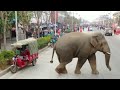 Почему Китайские  слоны массово мигрируют?