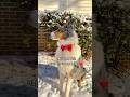 Sewing Valentines Day Collars #dogmom #valentinesday #sewingtutorial #dogaccessories #valentinesgift