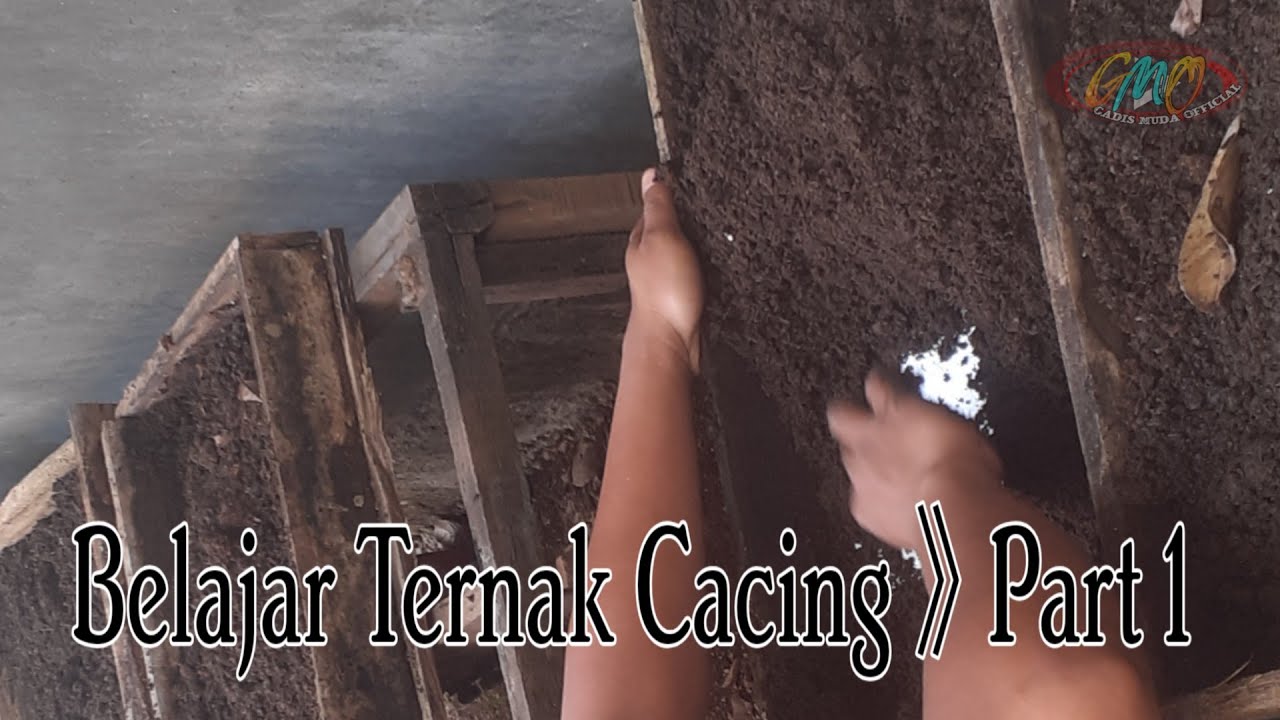 BUDIDAYA cacing merah 