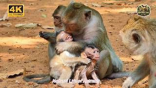 The Rescue Mission To Save Tiny Baby Eleanor For Her Mother Ellen  Natural Life Of Animals