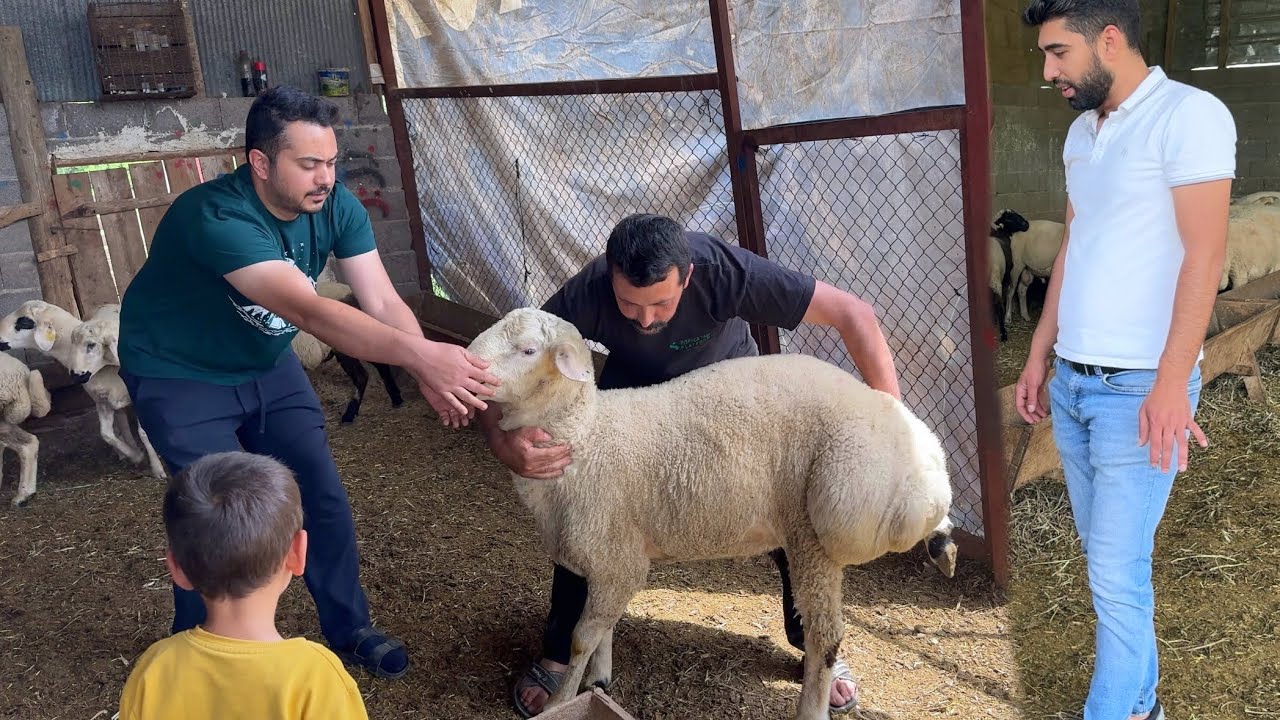 YENİ KURBANLIKLAR ALDIK / KURBANLIK FİYATLARI