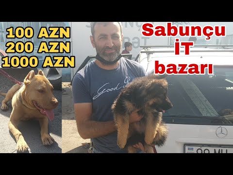 Video: Təqaüdçü Polis İtini Heyvan Sığınacağına Təslim Etdiyi üçün Vəzifəsi Aşağı Salındı