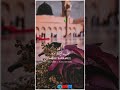 Jinki Kasme Mera Rab Khata Hai Lofi Islamic Jumma Mubarak Status #shorts #viral #short #jummamubarak