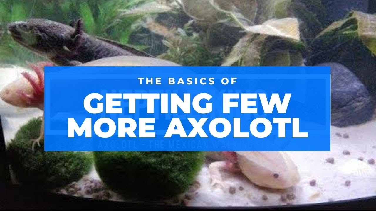 Got myself some WATER DRAGONS! - Axolotl ( Mexican Walking Fish) 🐉 ...