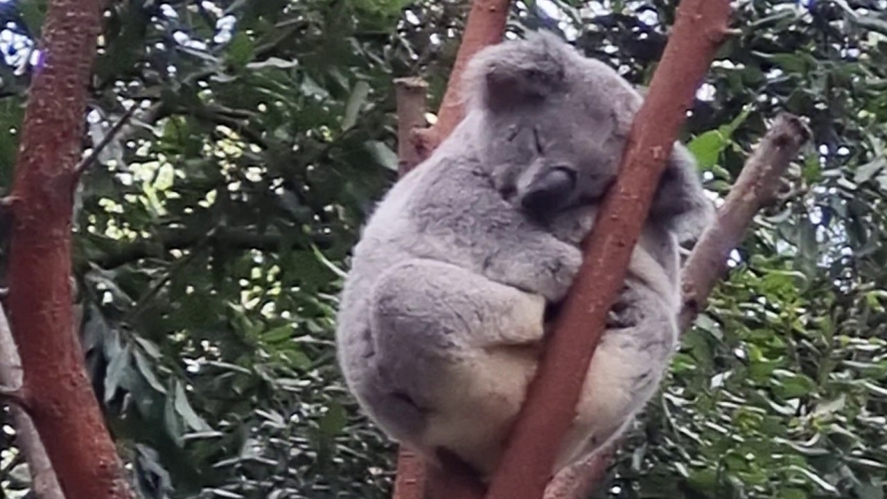 Currumbin Wild Life Sanctuary