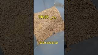 dawn agro atta chakki 9fc35disk milll  cyclone atta cakki #japan_machinery_store #chakki #dawnagro