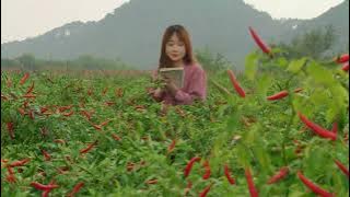How China Harvests Tons of Red Hot Chili Peppers!