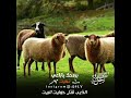 بروحك ياراعي تميت الذيب قتل حوليت البيت شتاوي وغناوي 179