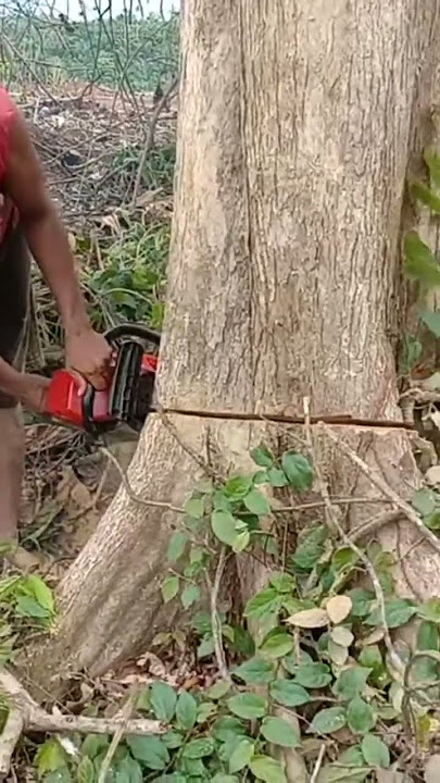 reliable and professional operator cutting very hard wood