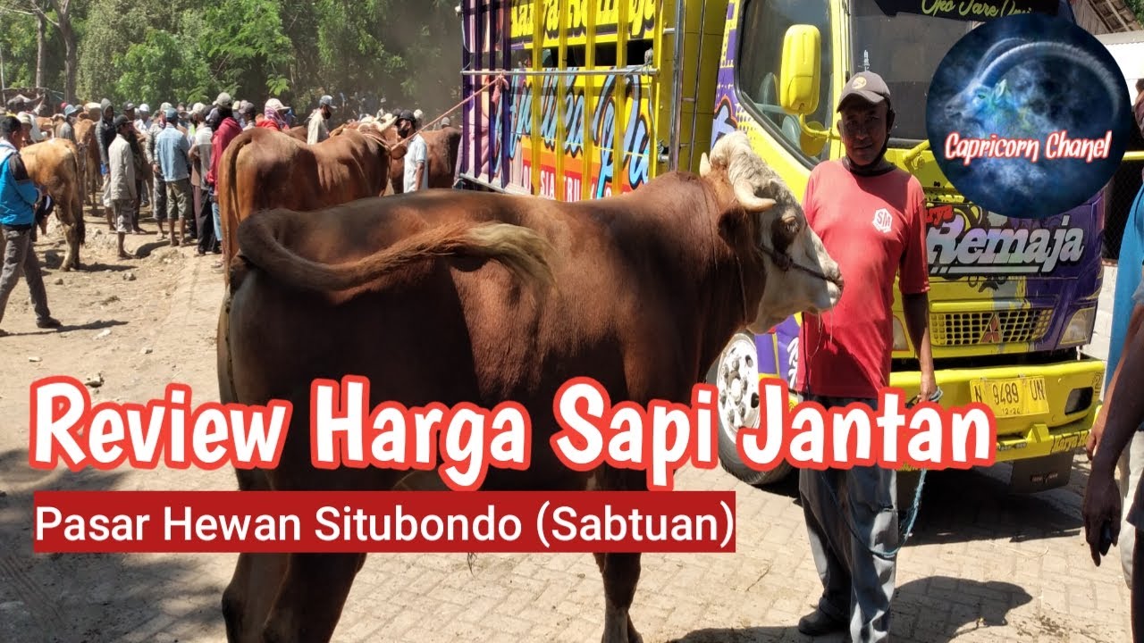 Review Harga Sapi Jantan Pasar Hewan Situbondo YouTube