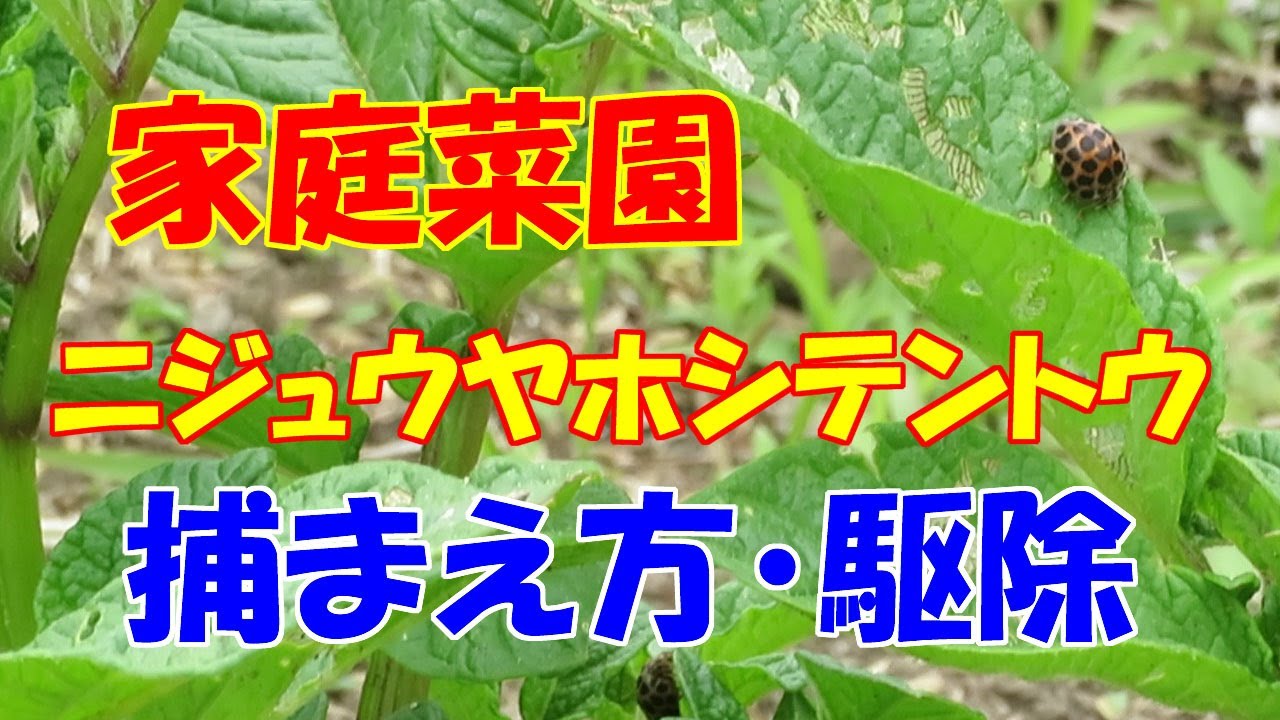 家庭菜園 ニジュウヤホシテントウの捕り方と駆除方法 Youtube