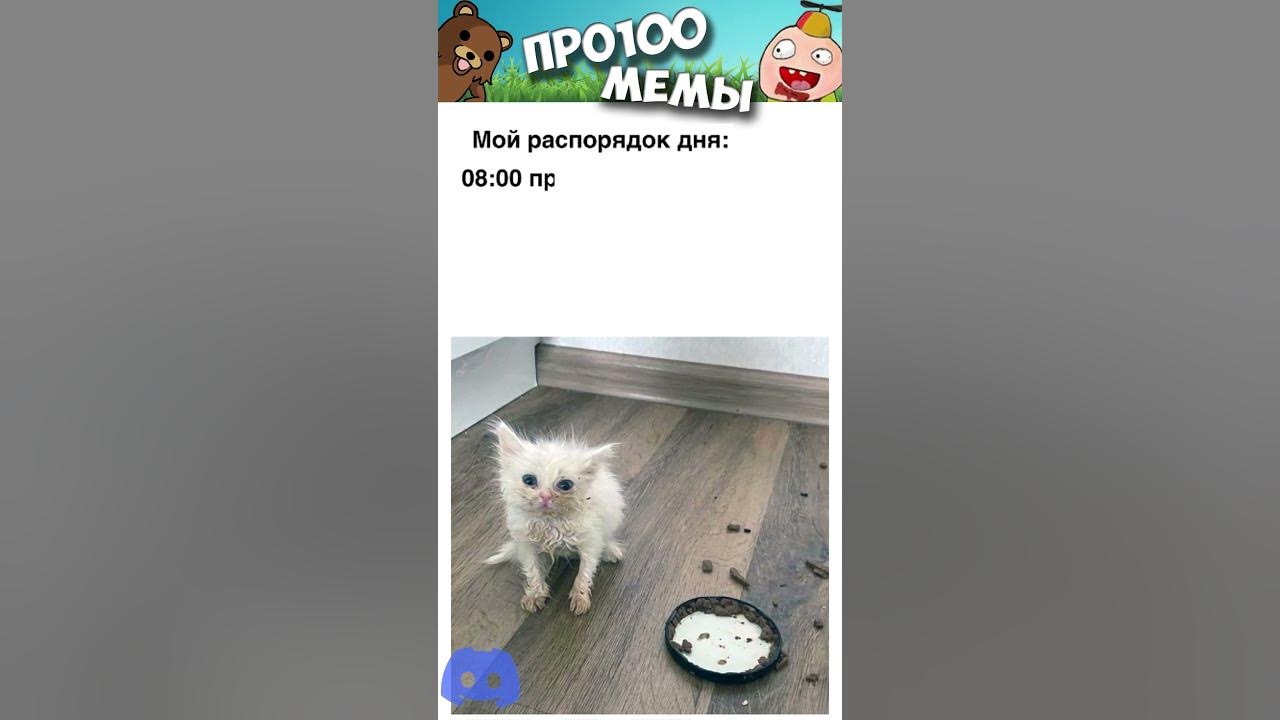 Смешные мемы котов без озвучки 10+ смешных мемов с котиками, над которыми невозможно не смеяться Смешные мемы,