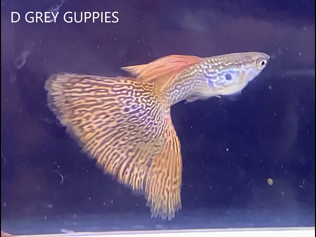 Differences Between a Cobra Guppy & a Snakeskin Guppy 