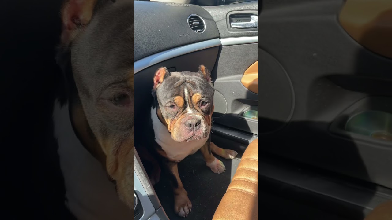 American bully , tricolor bull .