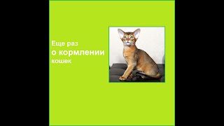 Каким мясом кормить кошку и как выбрать корм