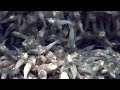 NASA otkrila "ekstremne" škampe