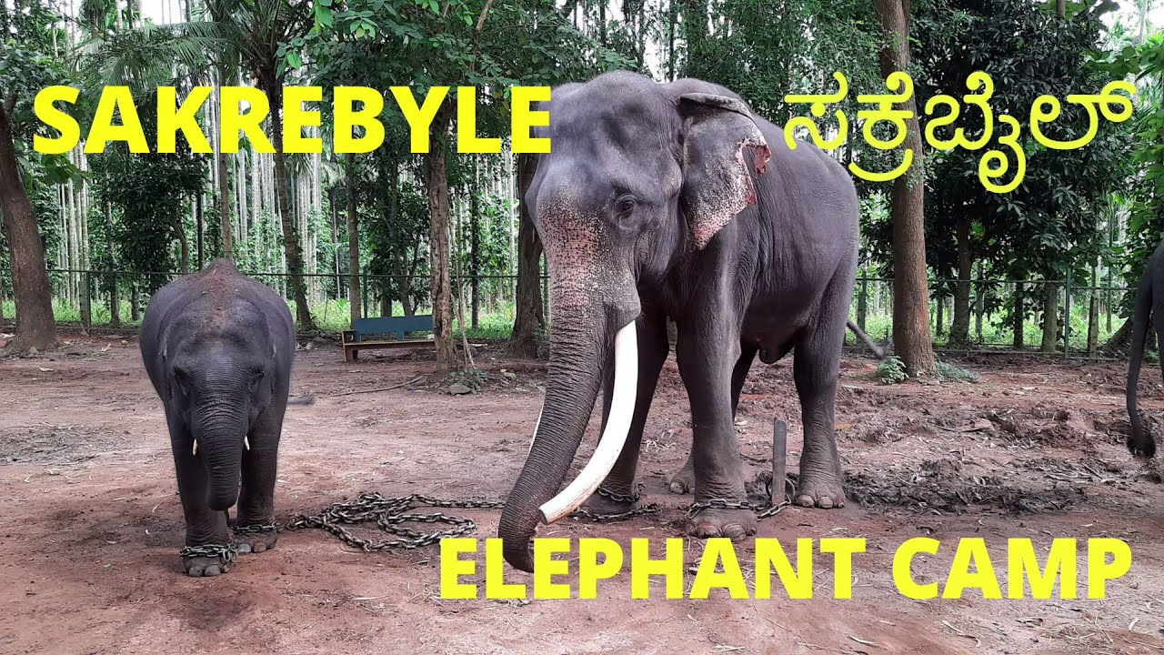 #Sakrebailu Elephant Camp #shimoga  | Karnataka  Ecotourism Centre for Kids (English subtittles) 4K