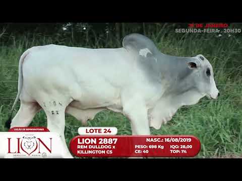 LOTE 24   LION 2887