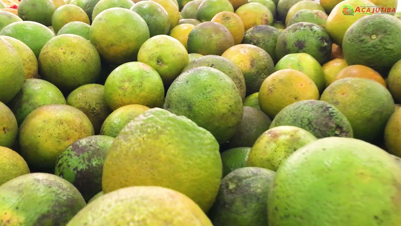 ALCANÇAMOS A MARCA DE MAIS DE 150 MIL MUDAS DE LARANJA ENTREGUE AOS AGRICULTORES