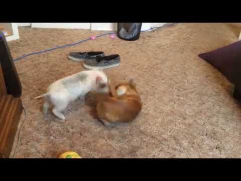 Chihuahua and Mini Pig have epic wrestling battle