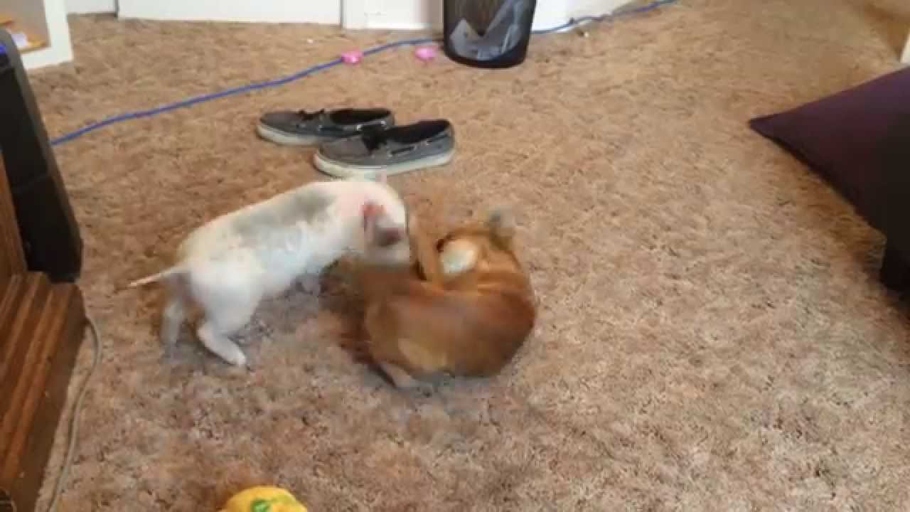 Chihuahua and Mini Pig have epic wrestling battle