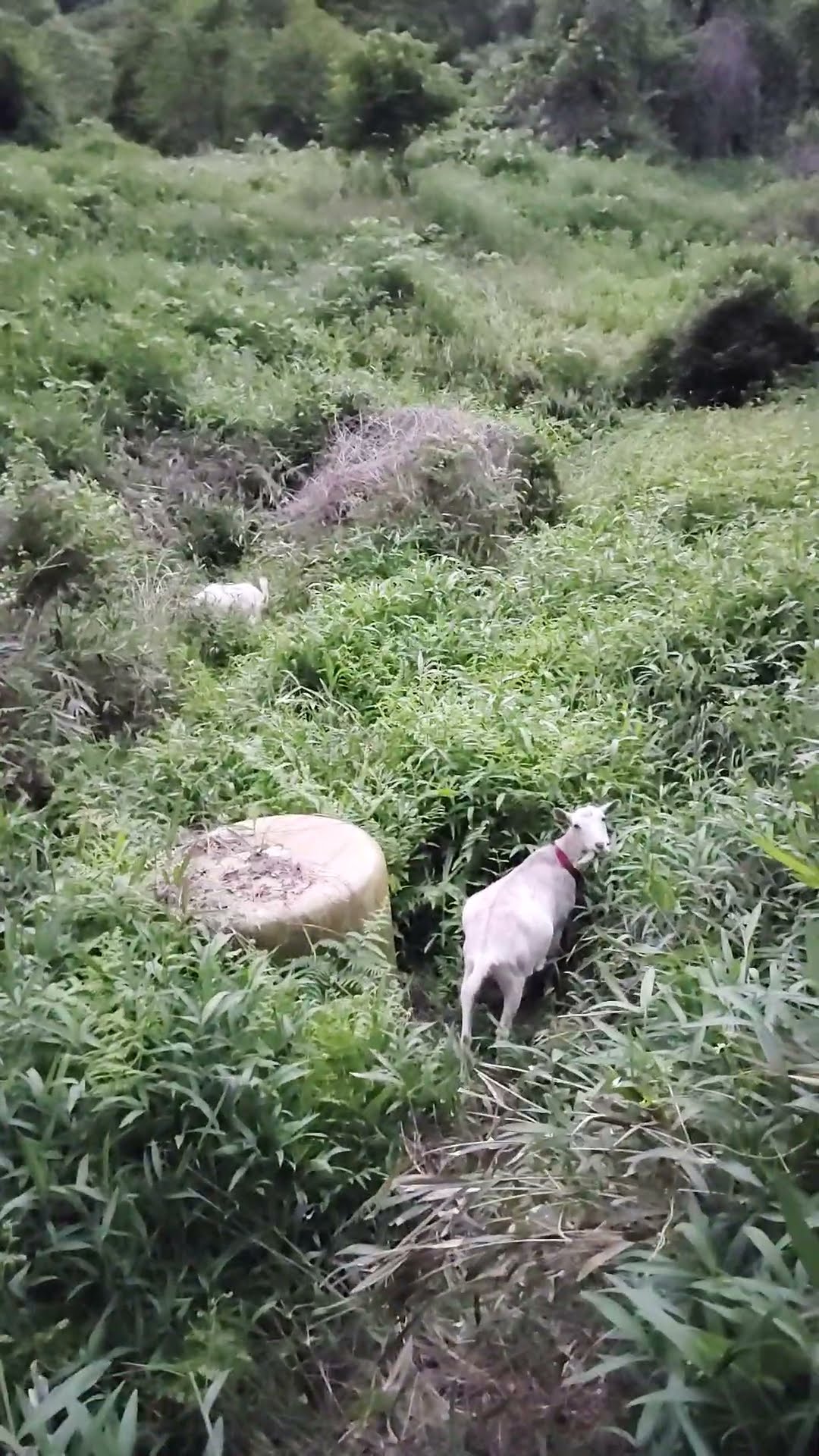 やぎさん🐐 - YouTube