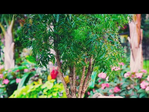 Video: Aralia Kontinentale