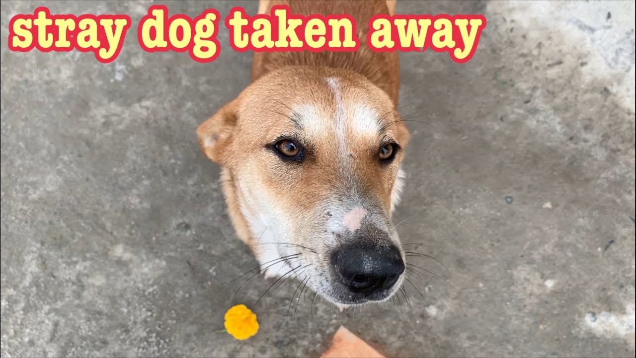 What happened to the stray dog that was taken away? YouTube