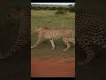 Silent Hunter on the Move | Cheetah Walking in African Savanna 🐆🌿 #Wildlife #Safari #naturelovers