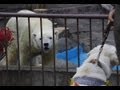 盲導犬を見たホッキョクグマ~Test~A seeing eye dog is made to stand before Polar Bears