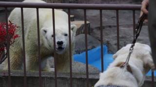 盲導犬を見たホッキョクグマ~Test~A seeing eye dog is made to stand before Polar Bears