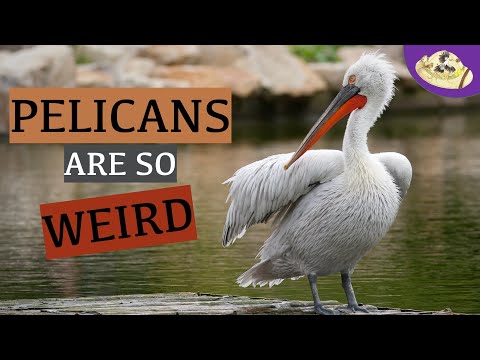 Weird and Wonderful Animals: Pelican | 5 Unusual Things About Pelicans! Animal Research Projects