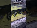 🐟 fish