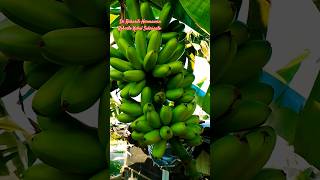Cantiknya Penampilan Pisang Mas Kirana