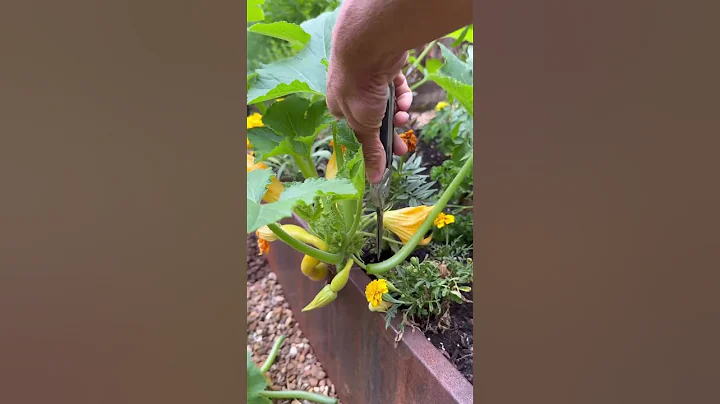 Get The Most Out Of Your Summer Squash With This Tip