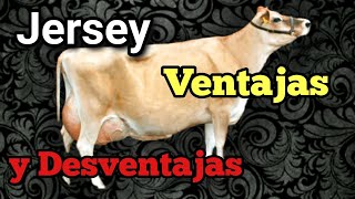 Ganado Jersey, ventajas y desventajas.