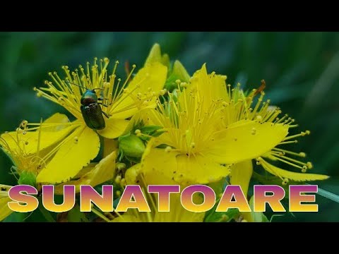 Sunătoare | 10 Beneficii ale Ceaiului de Sunătoare | Pojarnita | Livada Bio e 52