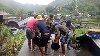 Ulay Haan Nalawa Ti Pag Gangsa An Basta Alive Ti Pattong