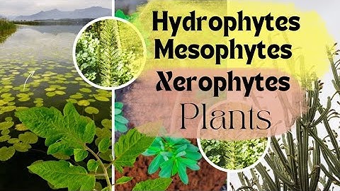 Hydrophytes, Mesophytes, and Xerophytes plants | Plant adaptation types and examples
