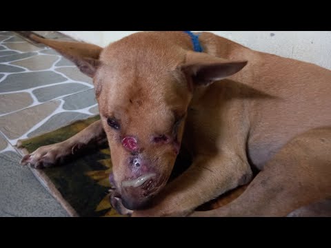 Video: Làm thế nào để làm sạch nếp nhăn trên da của một con chó