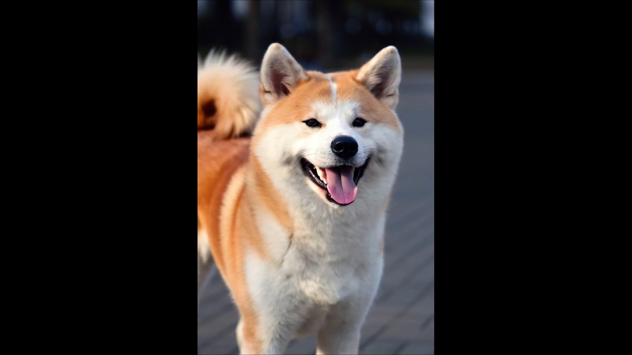 cute shiba inu dog barking on the street 