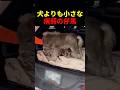 犬よりも小さな病弱の仔馬 #動物 #ペット #かわいい #癒し #animals #仔馬