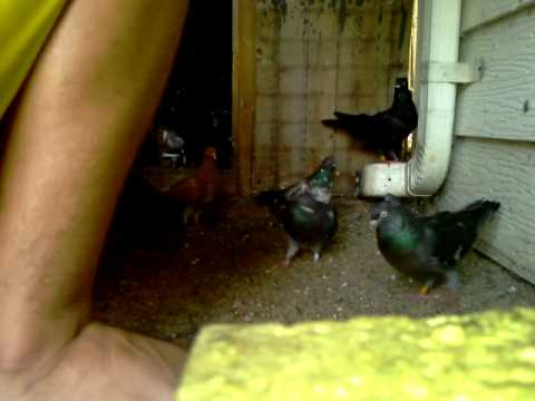 feeding time tipplers budapest high flyers serbian high flyers budapest high flyers pigeons for sale
