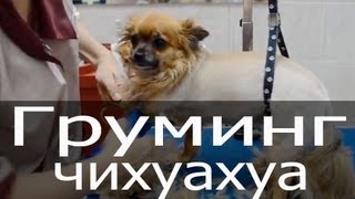 Груминг чихуахуа, тримминг чихуахуа, стрижка чихуахуа