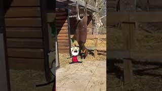 Petting Zoos In Ohio Be Like (Animation Meme) Footage By @Failarmy #Shorts