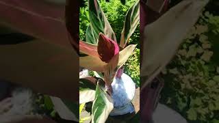 Wow Stromanthe Triostar Plant 189 pesos or $4 lang from Michellerome sa Shopee
