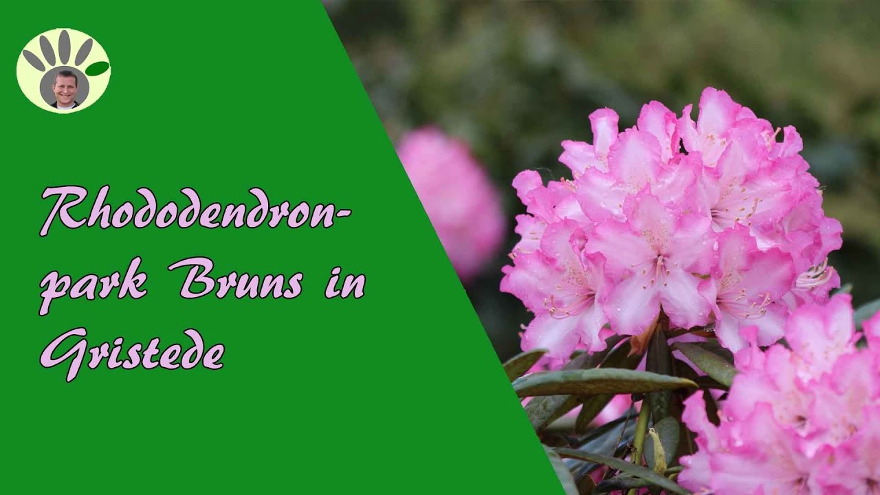 Rhododendronpark Bruns in der Parklandschaft Ammerland mit Pflegetipps