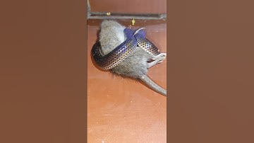 rắn hổ hành bắt chuột #cobra #rắn #rắnhổhành