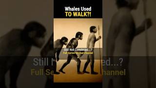 Evidence For Evolution? | Walking Whales