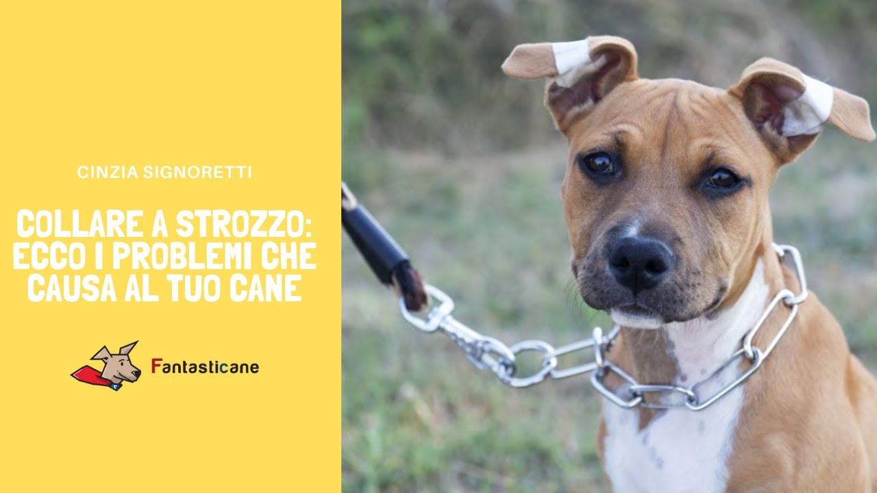 Collare a strozzo - Ecco i problemi che causa al tuo cane